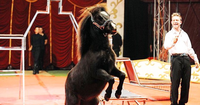 circus pony