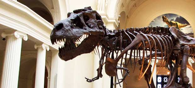 dinosaur