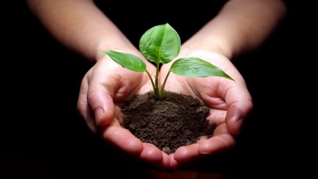 grow