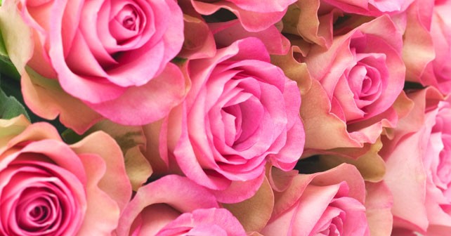 mothers day roses