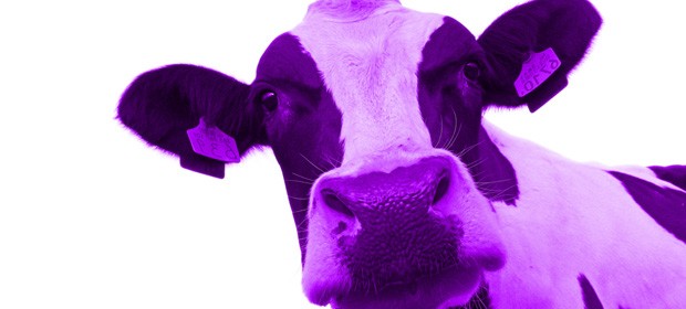 purple cow