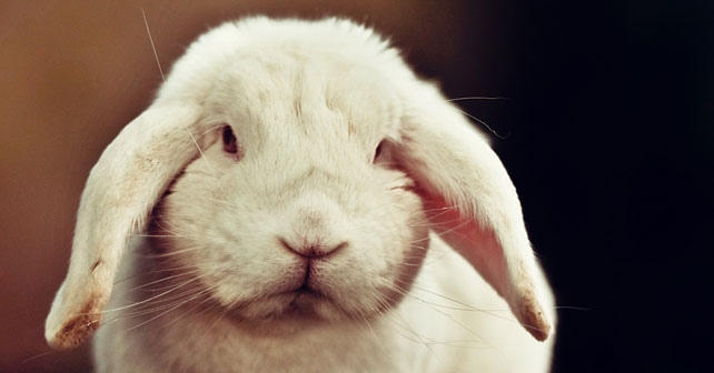 sad bunny