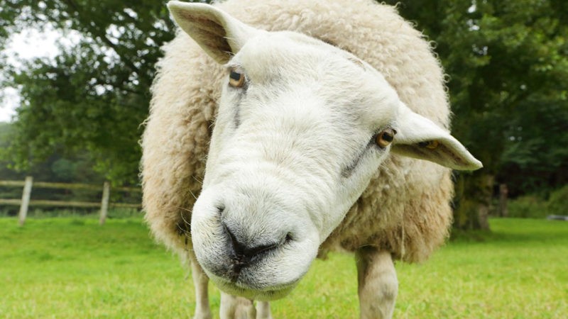sheep