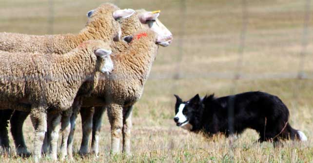 sheepdog