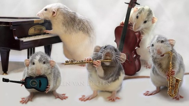tiny band